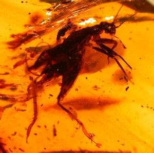 Beautiful Large Cricket with 3 Bees in Chiapas Mexican Amber Fossil Gemstone - Picture 1 of 16
