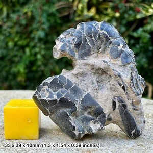 Hoploparia longimana Fossil Hummer - Kreidezeit, Kent | Original Exemplar | - Bild 1 von 2