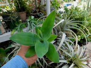 FOXTAIL AGAVE AGAVE ATTENUATA