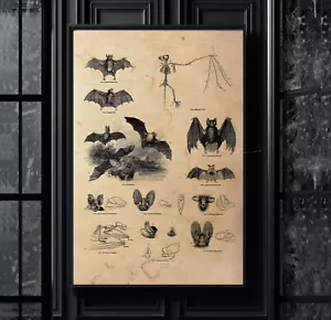 POSTER PRINT assortiti pipistrelli spettrali pipistrello scheletro pipistrello anatomia decorazione Halloween II - Foto 1 di 6