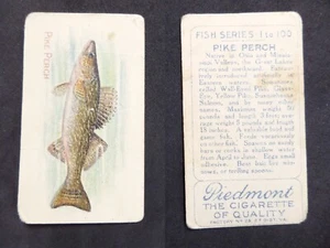 Pike Perch 1910 Pesce Serie 2 1-100 Piemonte Sigarette Tabacco Cards ATC - Foto 1 di 1
