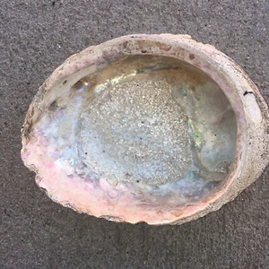RARE Real Seashell Large Abalone Dish Natural Collectible Sea Shell 7-3/4” x 6” - Picture 1 of 4