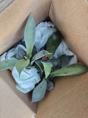 Agave Potatorum, cv. Cameron Blue, 4-6" pup - Image 1 of 4