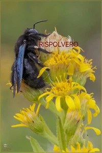 Fotografia Photo 15x20 Macro Ape Legnaiola HD Alta Definizione - Picture 1 of 1