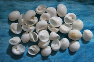 NATICA MAMILLIA,Seashell,beach decor,beach weddings,beach art,gifts SS-252 - Picture 1 of 10
