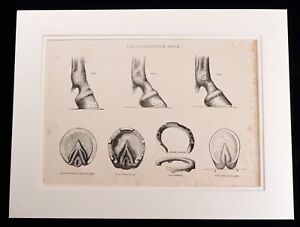 Horse Shoe Farrier Hoof Hooves Equine Anatomy Equestrian Art Antique Print 1895