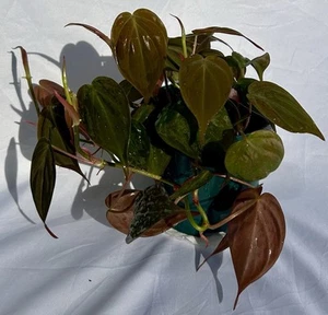 Philodendron Micans – Full Plant | Velvet Trailing Houseplant | Live Indoor Plan - Picture 1 of 10