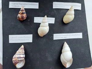 #D100 Konvolut 5 bessere Liguus Landschneckenhäuser mit Infoetiketten ca. 38-59mm - Bild 1 von 2