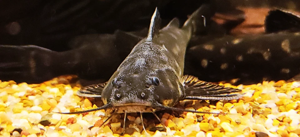 Snoring Catfish - (Wertheimeria maculata) - Image 1 of 1