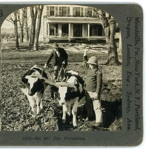 Jim & Jack Ploughing with young Oxen Keystone Stereoview c1910 - Picture 1 of 3