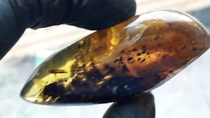 Baltischer Bernstein polierter Stein Natur Insekt innen Anhänger 30g Halskette - Bild 1 von 6