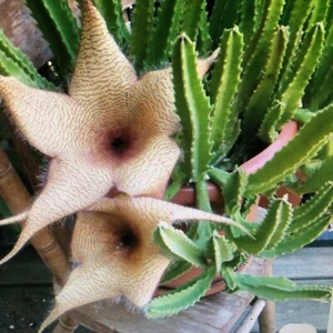 Stapelia gigantea White Cacti succulent CARRION FLOWER ROOTED as in photo - Picture 1 of 2