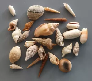 26 pcs assorted seashells 13-32 mm - Picture 1 of 3