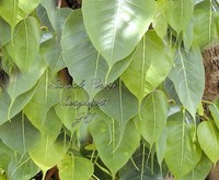 15 Seeds Ficus religiosa Sacred Fig Tree Ornamental Tropical Plant Bonsai Plant
