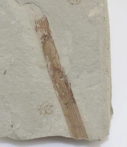 Blatt, Equisetum winchesteri, Tertiär, Green River Fm, Bonanza, Utah, USA-eb9744 - Picture 1 of 3