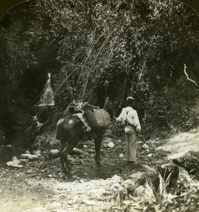 Jamaika Mountain Pony Path Old White Stereoview Photo 1900 - Bild 1 von 3