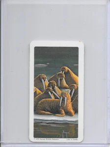 1970 Walrus National Wildlife In Danger Federation Card #44 Series 13 - Picture 1 of 2
